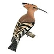 هدهد شیرین سخن