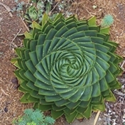 عـــــــصــــــــا ی مــــــــــــو ســــــــــــــــــی