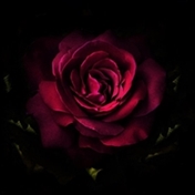 Crimson Rose