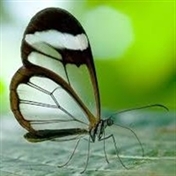 baran.z(توضیحات کانالمو بخونین)