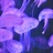 Willow THE Jellyfish