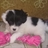 Majid