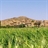 گوکچین