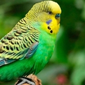 دنیای طبیعت و غیره