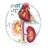 physiology.learn