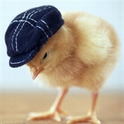 Chick TV