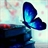Blue butterfly
