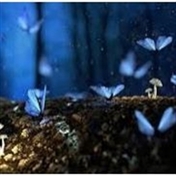 f.z ❤️❤️ غیر فعال