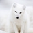 Polar fox
