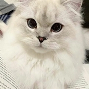 محمد سلیمان پور