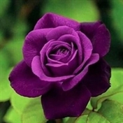 معرفی کتاب و کتاب صوتی با روژین روناسی✅