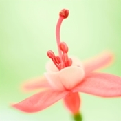 زهرا خرم آبادی