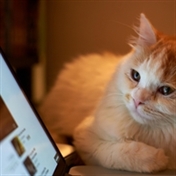 مصطفی جعفری