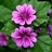 Mallow