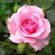 دکلمه های زیبا