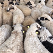 خرید و فروش گوسفند زنده | پرورش گوسفند