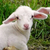 صنعت دامداری و نگهداری گوسفند زنده