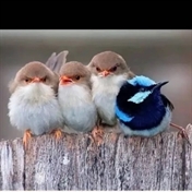 Sh(درخواستی کامنت بزارین)