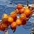 HIPPOPHAE