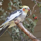 عروس هلندی