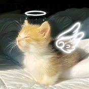 (≧▽≦) لایک کنین دیگه عهㅜㅜ