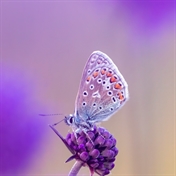 Siavash