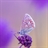 Siavash
