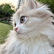 Dori
