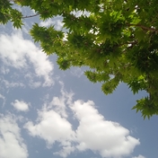 محمدرضا