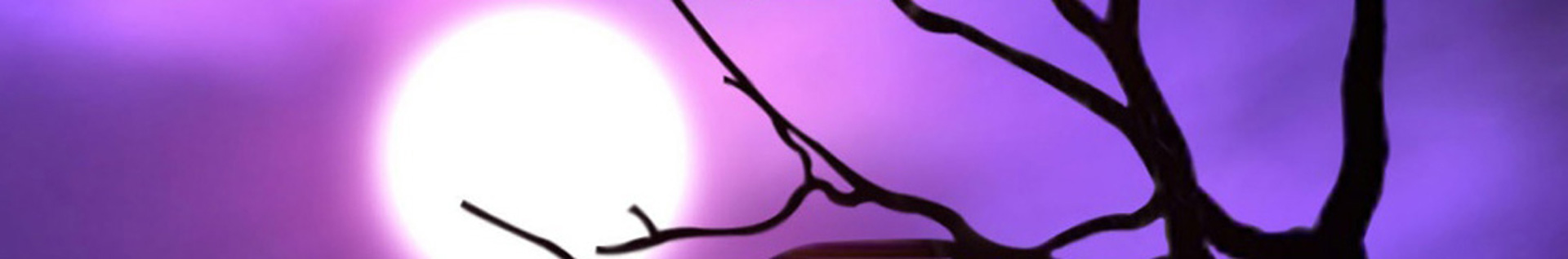 استاد دکتر امیر اسدالله راجرز