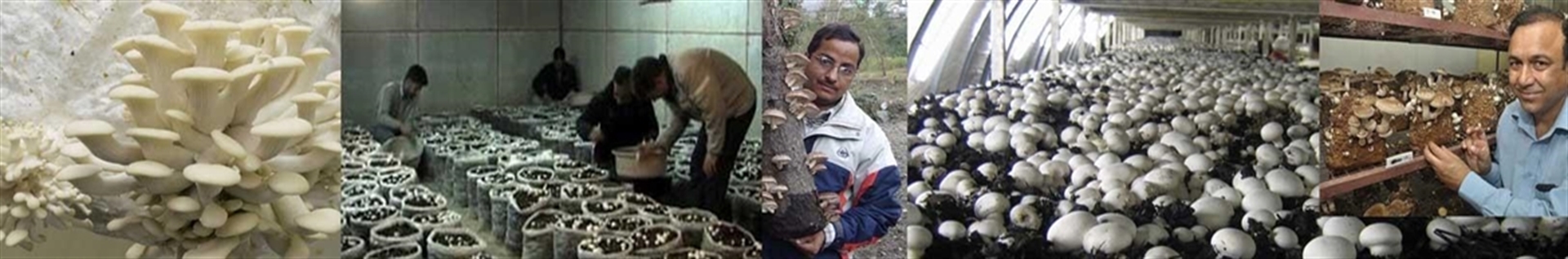 کامل ترین آموزش فارسی کشت انواع قارچ صدفی و دکمه ای و ...(کوثرپردازwww.kowsarpardaz.com)