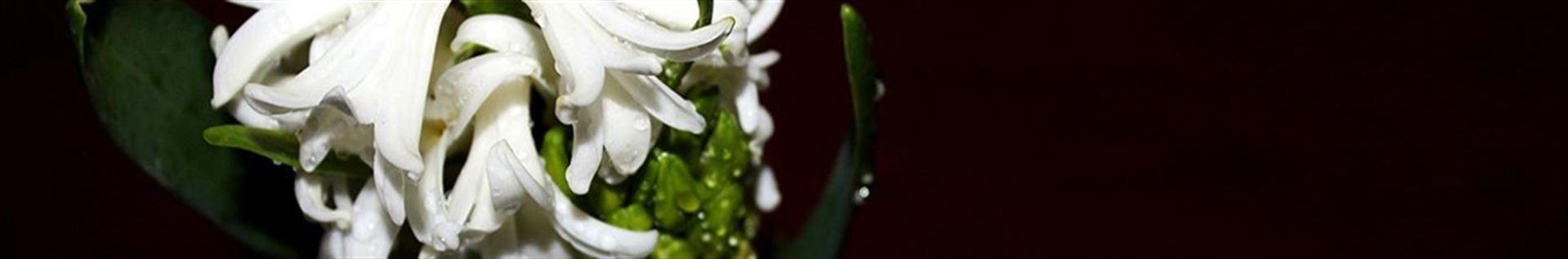 فرشید خیرآبادی