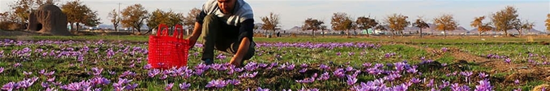 خرید زعفران از کشاورز در  زعفرانیک