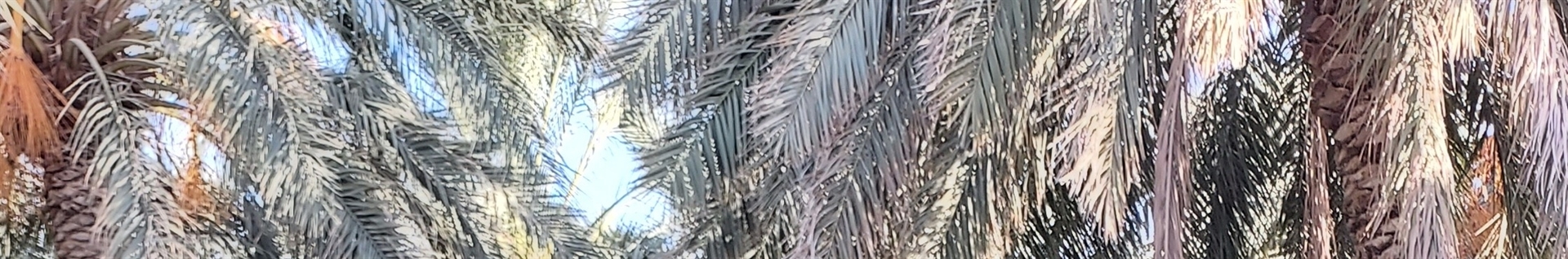 abdolsalam bozorgzade