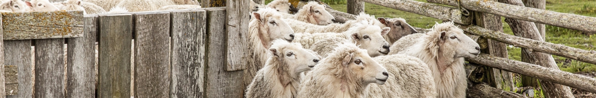 خرید و فروش گوسفند زنده | پرورش گوسفند