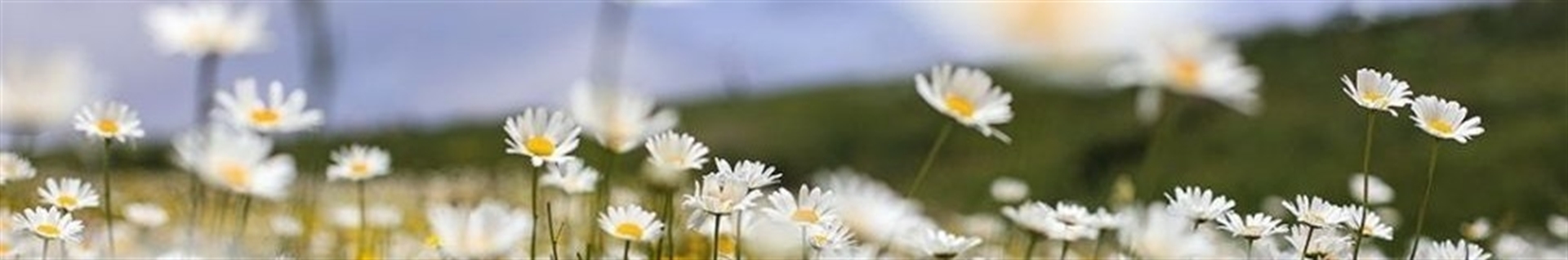 한국 영화 채널