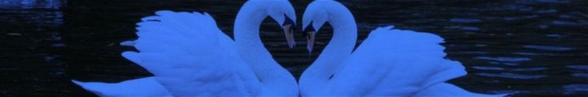 [꧁༒•Stay With SKZ•༒꧂[Closed forever[★ L