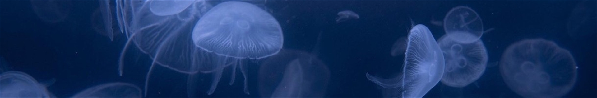 вℓυє ∂яєαм