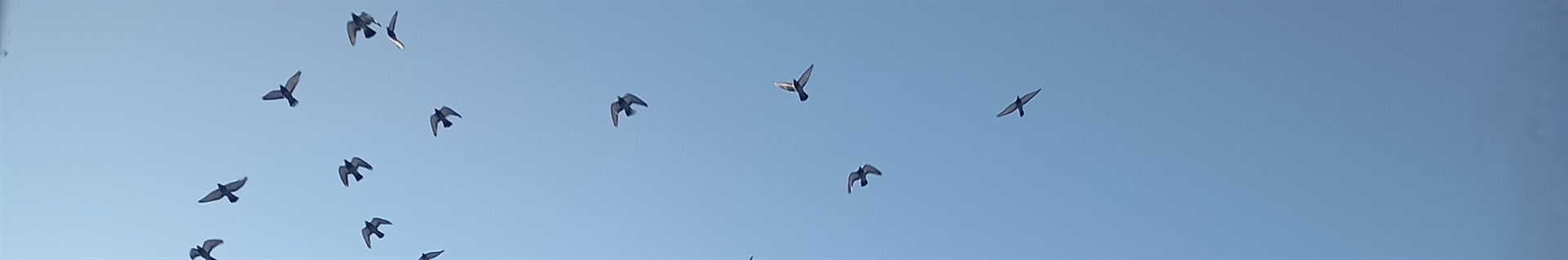 ه‍ِـــــــــریــن:بی روح شده نما ❤️از این به بعد میکس نمیزارم