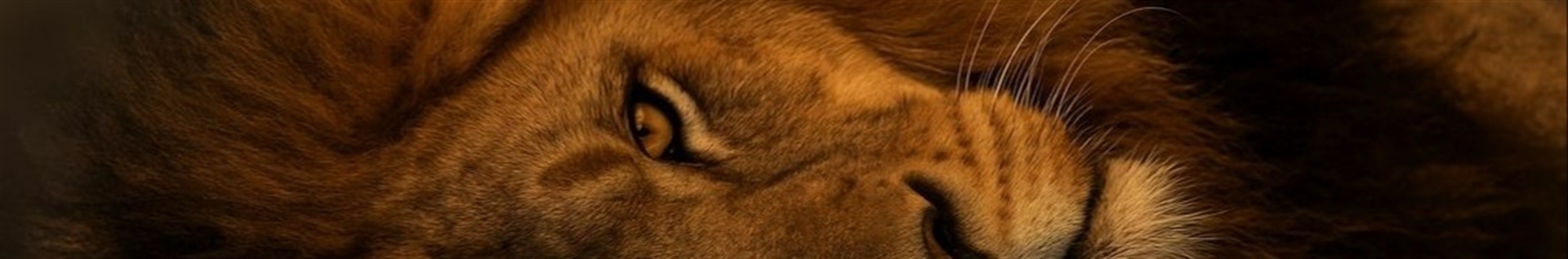 هان لی