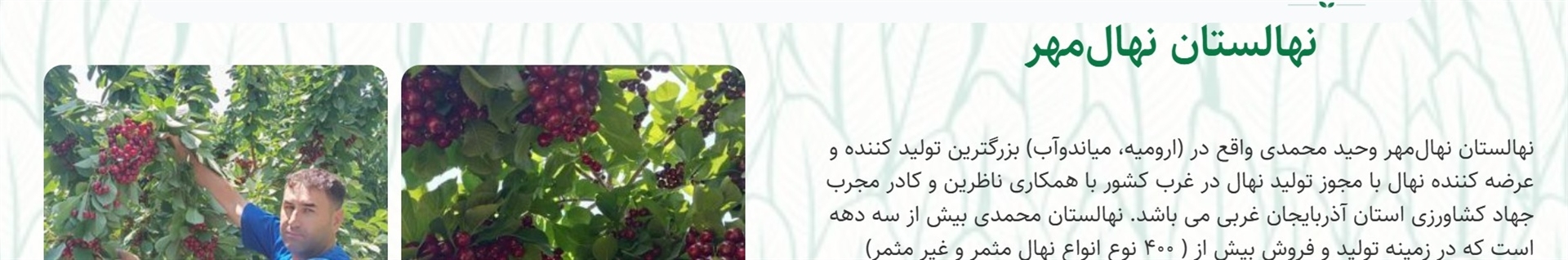 نهال مهر